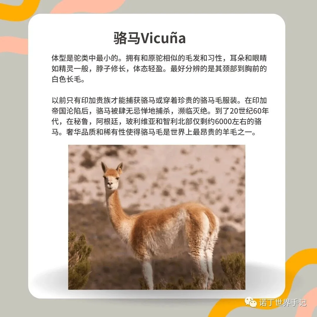 NottingW Fashionary fashion term — vicu